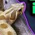 Snake Breeding Plans 2023