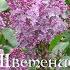 Цветение мая Blooming May