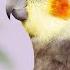 Bird Whistle Training Cockatiel Whistling 2 Cockatiel Whistling Cockatiels Flying