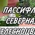 Пассифлора маракуйя северная и телесноцветная Какая разница Первый год выращивания