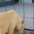 Lion Tiger Attitude Animals Funny Remix Music Song Dj