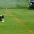 Pippin Pro Toss And Fetch Trial Round 1