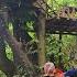 A Young Girl Is Lost In The Deep Woods She Is Surprised To Find An Abandoned Tree House