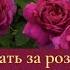 Как ухаживать за розами весной Секреты правильного ухода