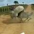 Do Sand Ki Ladai Shorts Animal
