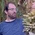 Racks Of Bananas Harvesting Ice Cream Bananas Blue Java In Phoenix AZ Zone 9B