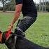 Other Family Dog Protection Vs This Dog Edit Trollface Usa Newyork Dog