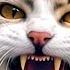 Cats Meowing Aggressively Cat Is Angry Sound Cats Fighting Sound Effects