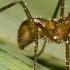 Army Ant Amazing Animals