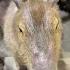 Capybara And Rabbit Bro S Both Loves Carrots