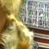 Юбилей станицы Мигулинской в 2005 году