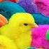 Menangkap Ayam Lucu Ayam Warna Warni Ayam Rainbow Bebek Angsa Ikan Hias Ikan Cupang Kelinci