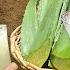 Aloe Vera Juice Aloe Vera Drink Natural Aloe Vera Juice Fresh Aloe Vera Juice By Grandma Menu