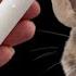 Get Rid Of MICE AND RATS With Just 1 CANDLE Vermin Definitely Run Away