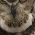 The Call Of A Great Horned Owl