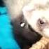 Ferret Pet Animal Cute Animallover Furry Furball Ferrets Carpetshark Fuzzy Love Baby