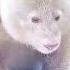 This National Park Just Captured The World S First Only Albino Panda Shorts