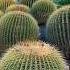 Huge Cacti And Soft Grass Cacti California Sukkulent Plants Gras Fun Outdor