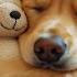 LIVE Dog Music Relaxing Music To Calm Anxious Dogs Separation Anxiety Relief Music Dog Sleep 45