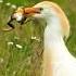 Egret Eating A Frog Wincent VjNMh Bird Nature Wildlife