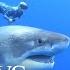 Divers Swim Alongside Famous Deep Blue Shark