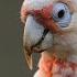 Cockatoo Corellas