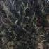 Bloodborne Abhorrent Beast Best Death Ever