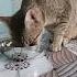 Wet Whiskas Breakfast 1 Cat Catsruleeverythingaroundme