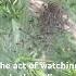 Dispersion Of Wonder Witness Baby Spiders Embark On Journeys From Their Gorse Bush Home Nature