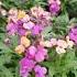 Erysimum Hybrid Purple Eddie