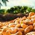 How Farmers Plant And Harvest Billions Of Cashew Nuts Cashew Nuts Processing Farming Documentary