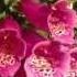 Foxglove Care