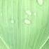 Gaia S Love 186 Loving Me
