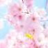 Blooming Cherry Blossoms With Relaxing Piano Music Summer Background Video