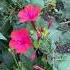 Мирабилис Flower сад цветы мирабилис осень