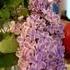 Lilac Season I Had To Post Lilacs The Season Is Almost Over These Ones Are Especially Beautiful