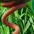 Superworm Is Super Long And Super Strong GruffaloWorld Superworm