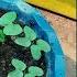 How To Grow Morning Glory From Seed FULL INFORMATION