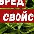 Водоросли супер пища Польза и вред Полезные свойства