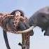 Elephant Vs Giraffe Water Fight