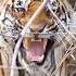 Tiger Roar Sound Wildlife Sound Tiger Roar Wildlife Shorts Viral