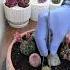 Uncover The Surprising Reason You Shouldn T Be Afraid Of Cacti Suculentas Cactus Succulents