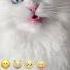 Emoji Challenge Cat Funny Cat White Persian Cat Popular Cats Of TikTok