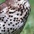 1 Hour Sound Of Song Thrush