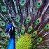 Peacock Cry Sound Effect