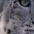 Snow Leopards 101 Nat Geo Wild