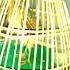 Batair Bulara New Voice Quail Hunting Voice Batair Ki Shikar Awaz1