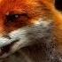 The Secret Life Of Fox Wildlife Wars Nat Geo