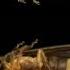 Researchers From Lee Kong Chian Natural History Museum Identify New Species Of Firefly