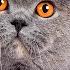 MUST KNOW British Shorthair Cat PROS And CONS